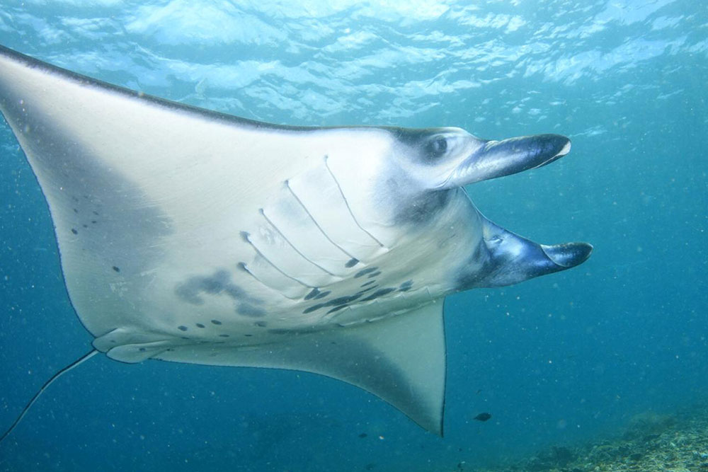 Manta Ray