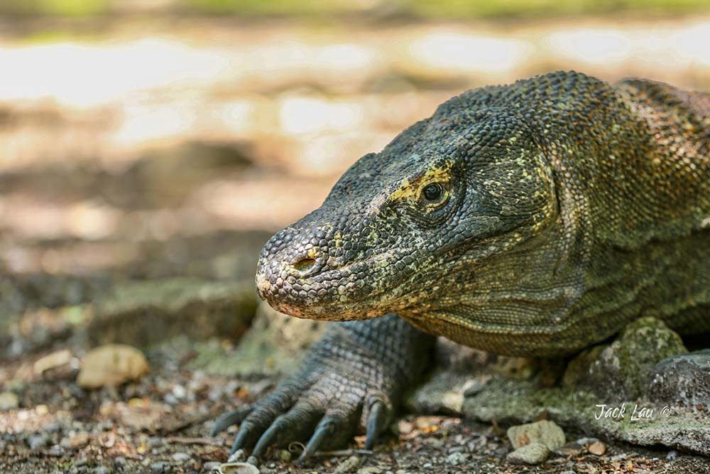Komodo Island